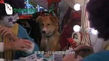 灵犬宾果国语在线观看,国语版动画电影，在线观看，欢乐来袭！