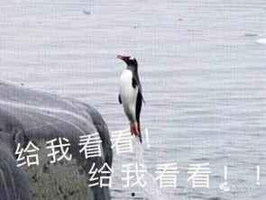娱乐吃瓜君爆料遛鸟,遛鸟背后的明星趣事大揭秘  第3张