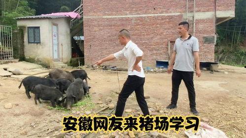 网友爆料猪场事件视频  第2张